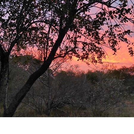Lion King Marloth Park Exterior foto