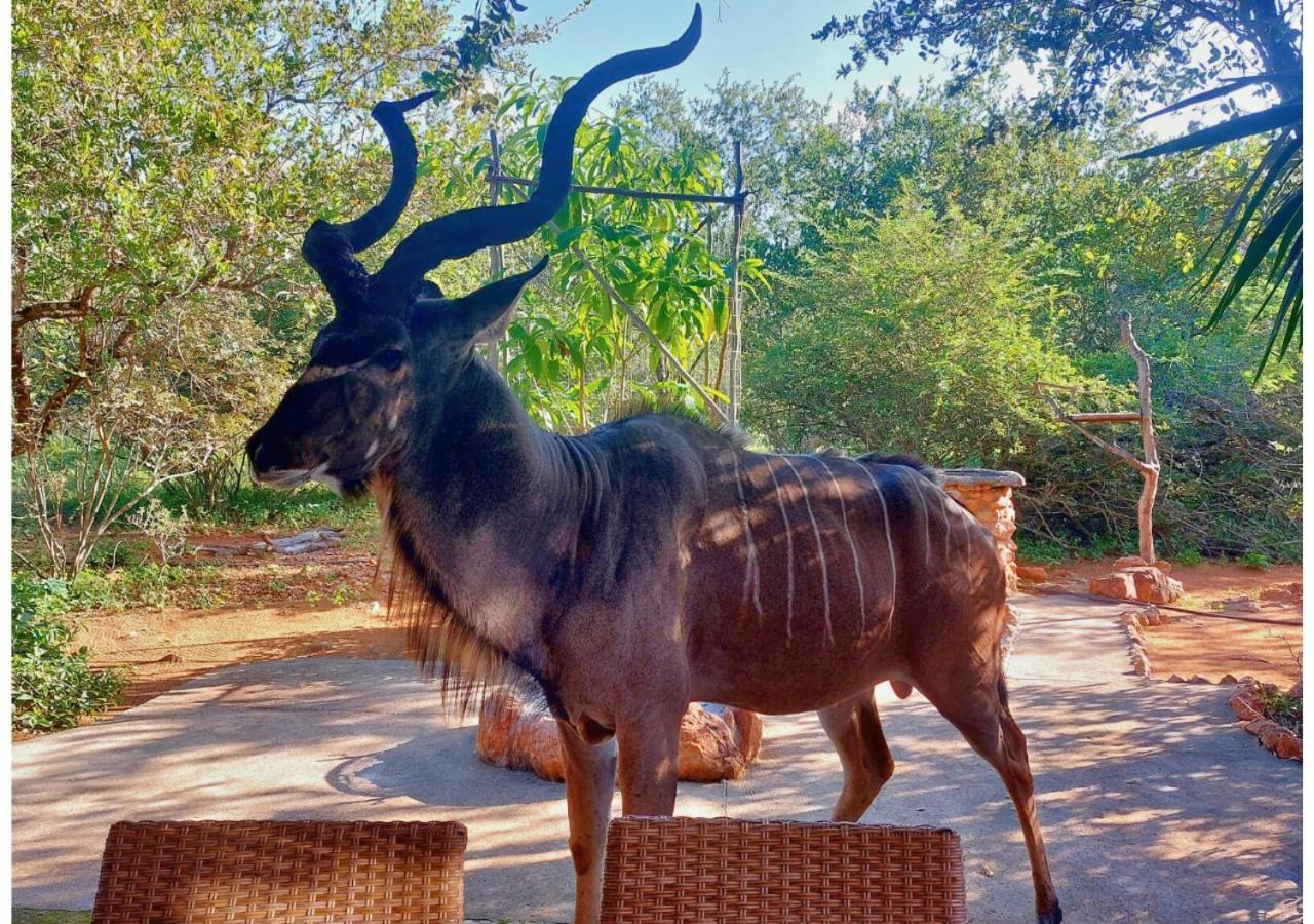 Lion King Marloth Park Exterior foto
