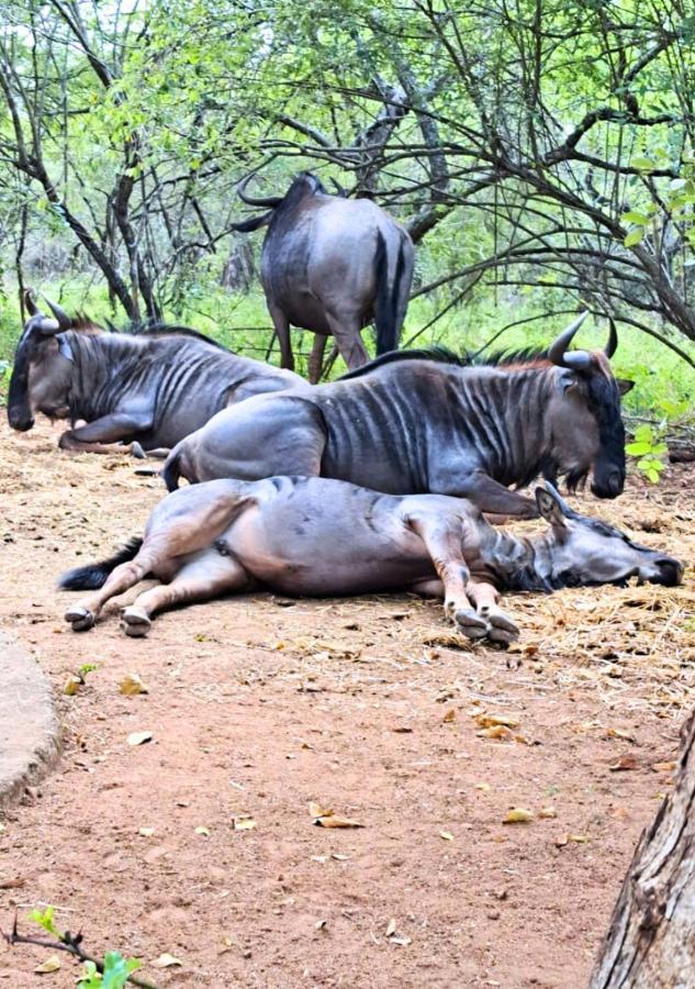 Lion King Marloth Park Exterior foto