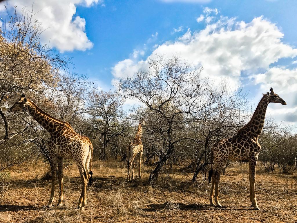 Lion King Marloth Park Exterior foto